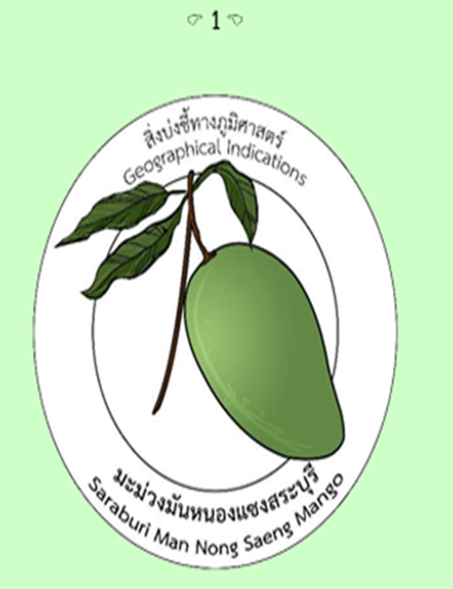 การย้อมสีจากใบมะม่วงมันหนองแซง(จากธรรมชาติ) จังหวัดสระบุรี